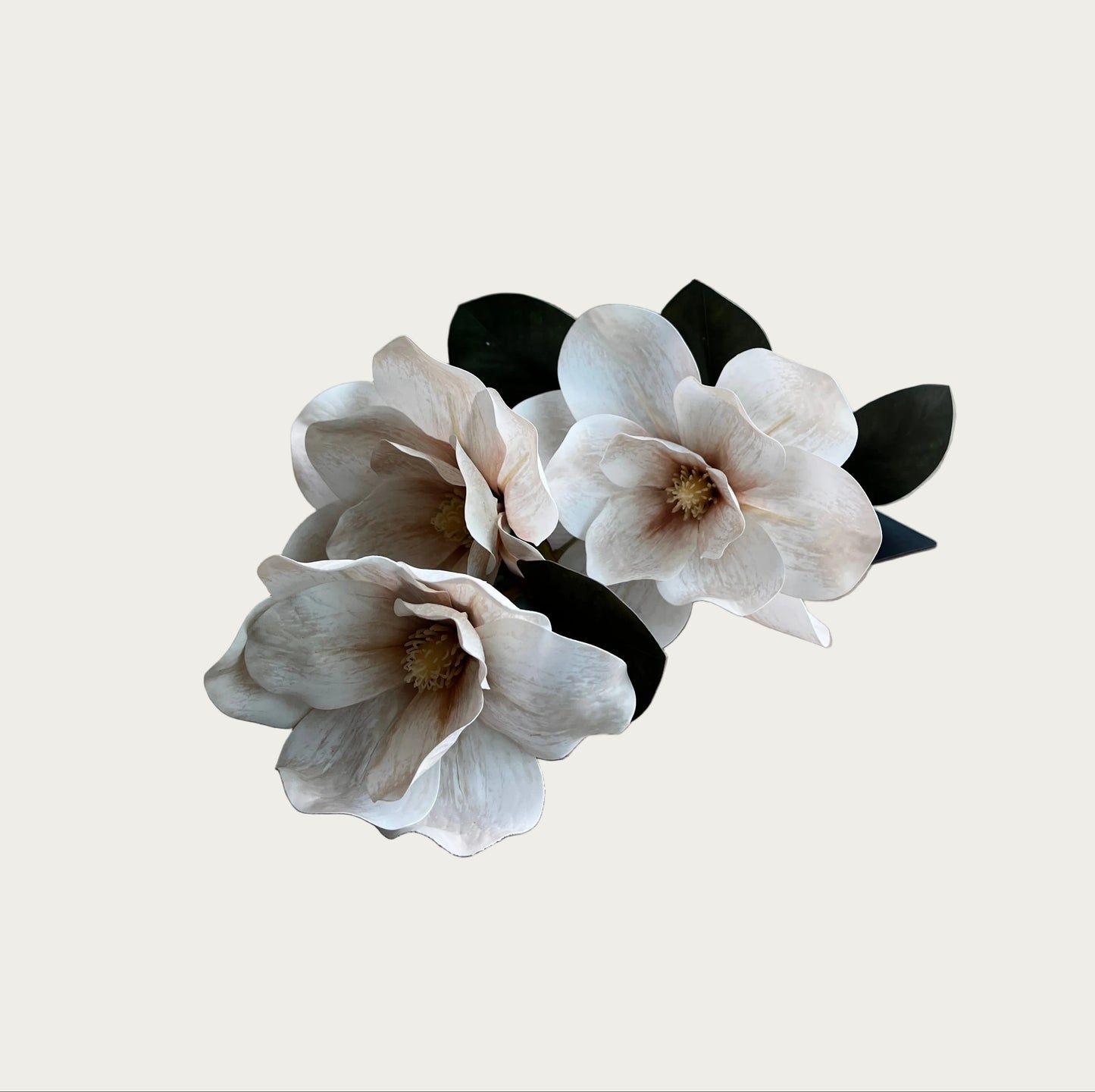 Magnolia