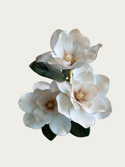 Magnolia